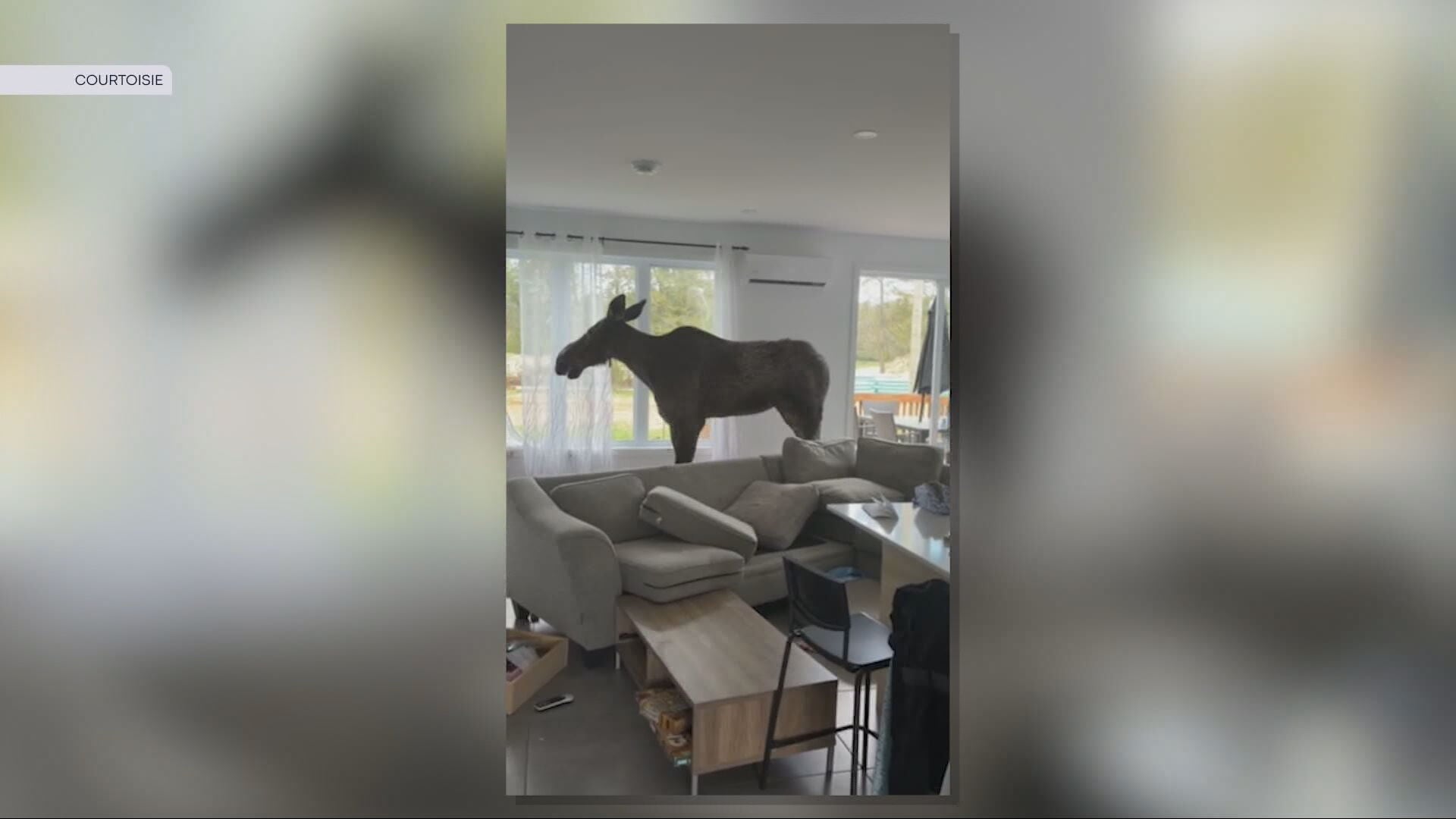 Breaking and entering: moose causes havoc inside Quebec man’s living room