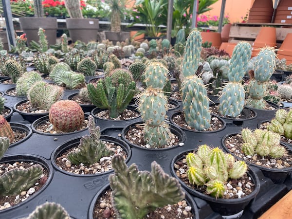 Quebec’s growing Illegal plant trade a problem: study